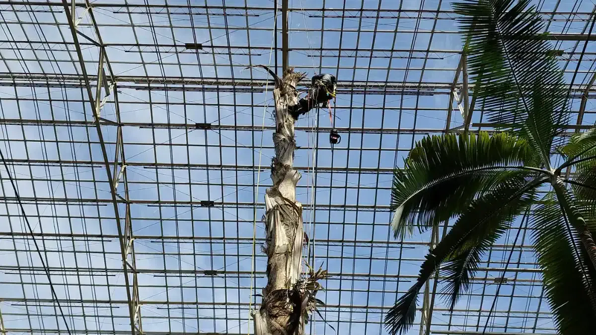 Large Tree Removal and Estate Trimming in Franklin | The Tree Experts of TN